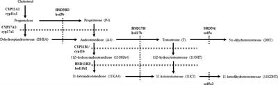 Profiles of 5α-Reduced Androgens in Humans and Eels: 5α-Dihydrotestosterone and 11-Ketodihydrotestosterone Are Active Androgens Produced in Eel Gonads